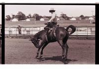 Unidentified Bronc rider on unknown mount