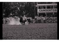 Unidentified Steer wrestler