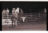 Unidentified Bull rider on unknown Bull