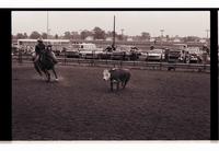 Unidentified rider in Quarter horse competition