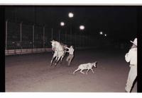 Unidentified Goat tier