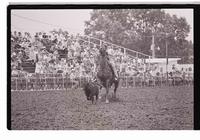 Unidentified Goat tying participant