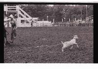 Unidentified Goat tying participant