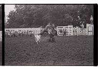 Unidentified Calf ropers