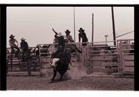 Unidentified Bull rider on unknown Bull