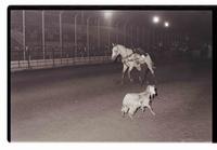 Unidentified Goat tier
