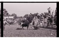 Unidentified Bull rider on unknown mount
