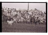 Unidentified Calf roping participant