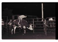 Unidentified rider on unknown Bull