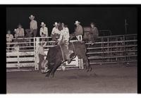 Unidentified Bull rider on unknown Bull