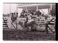 Unidentified Bull rider on unknown mount