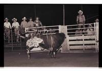 Unidentified Bull rider on unknown Bull