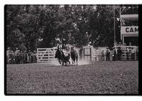 Unidentified Steer wrestler