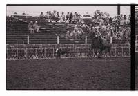 Unidentified Calf ropers
