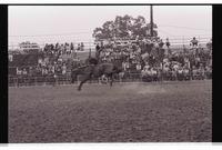 Unidentified Bareback rider