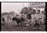 Unidentified Bull rider on unknown mount