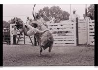 Unidentified Bull rider