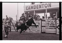 Unidentified Bull rider