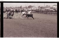 Unidentified Team ropers