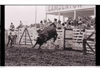 Unidentified Bull rider on unknown mount