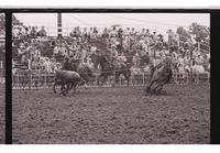 Unidentified Team ropers