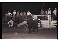 Unidentified Bull rider on unknown Bull