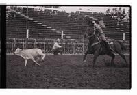 Unidentified Calf ropers