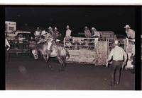 Unidentified Bronc rider on unknown mount