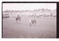 Unidentified rider in Quarter horse competition