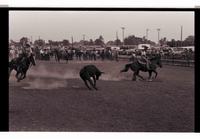 Unidentified Team ropers
