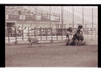 Unidentified Calf roper
