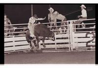 Unidentified Bull rider on unknown Bull