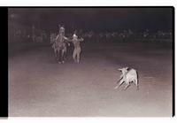 Unidentified Goat tier