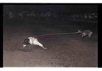 Unidentified Goat tier