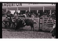 Unidentified Bull rider on unknown mount