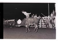 Unidentified Bull rider on unknown mount