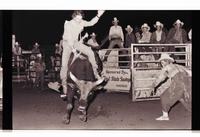 Unidentified rider on unknown Bull