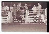 Unidentified Bull rider on unknown Bull