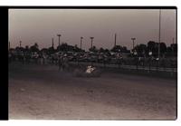 Unidentified Calf roper