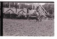 Unidentified participants in Cutting Horse competition
