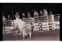 Unidentified Bull rider on unknown Bull