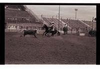 Unidentified rider in Quarter horse competition