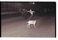 Unidentified Goat tier