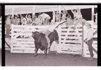 Unidentified Bull rider on unknown mount