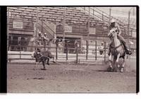 Unidentified Calf roper