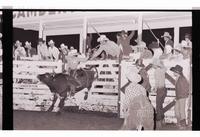 Unidentified Bull rider on unknown mount