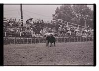 Unidentified Calf roper