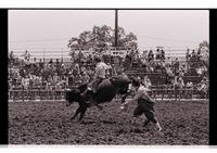 Unidentified Bull rider on unknown mount