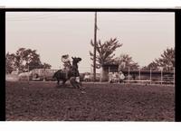 Unidentified Calf roper