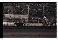 Unidentified Calf roper